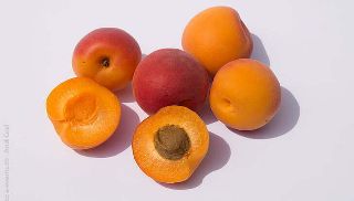 Apricot Kernel Oil - 100ml