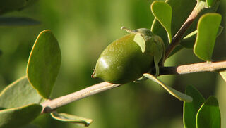 Jojoba Oil - 100ml