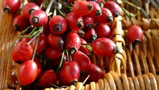Rosehip - 50ml